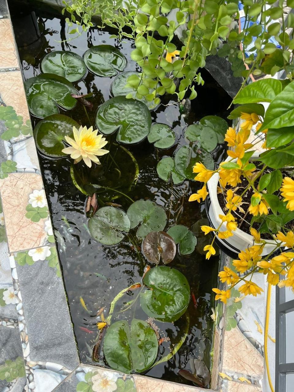 הוי אן Oasis Homestay מראה חיצוני תמונה